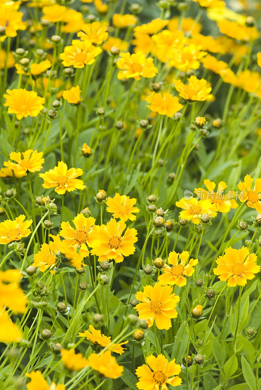 金丝桃(Coreopsis lanceolata) - V